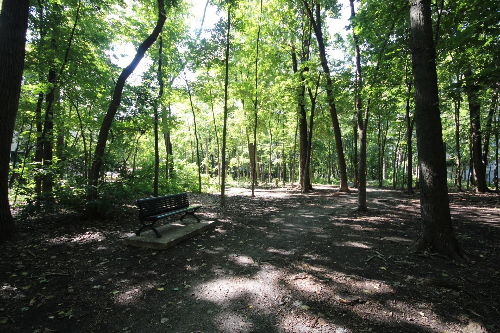 Wooded area