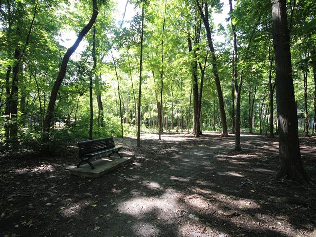 Wooded area